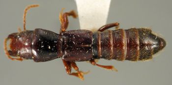Media type: image;   Entomology 27498 Aspect: habitus dorsal view